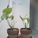 쭉신 | 담티몬 무늬 몬스테라 성장기록