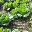 병세농장 이미지