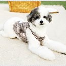 강아지분양 더펫 이미지