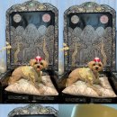 라우프독 이미지