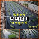 (텃밭/231113) 가을대파 모종 심었습니다. 이미지