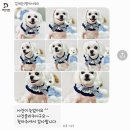 댕이샤워 이미지