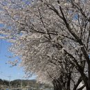 산양교 - 화천군 | 산양교