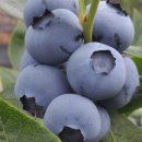 미산농원 이미지