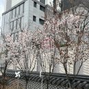 우리바다를 지킨 장군들 | 벚꽃 그리고 경남남해 충렬사로 나라를지킨 이순신장군과 백범김구 선생의 흔적을 찾아 떠났습니다.