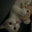 울산 강일웅고양이메디컬센터 이미지