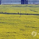 낙동강관리본부 대저생태공원 3 이미지