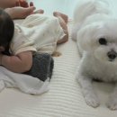 복터진강아지 이미지