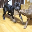 돼지두마리 이미지