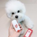 멍멍이발바닥 이미지