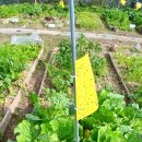 신마농장 | 수확전 작물관리 2024년 꼬마농부체험텃밭학교