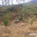 [국내주식] 조림사업 관련주