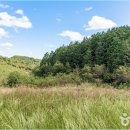 두동편백마을 | 익산 두동편백나무숲, 주차는 조금 아쉬웠지만... 인생 힐링 장소 만난 솔직 후기 (무료 입장)