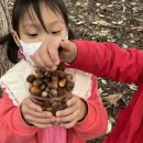 도토리의꿈 이미지