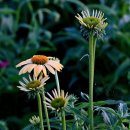 양주시장배장애인파크골프대회 이미지