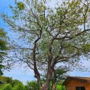 세어도 민박 이미지