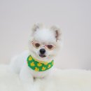 개캉스 살롱 이미지