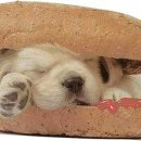 핫!Dog 이미지