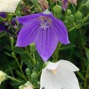 북가좌초등학교 이미지