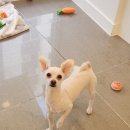 애견미용 이미지