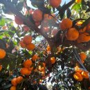 호야농장 이미지