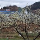 진산대로 이미지