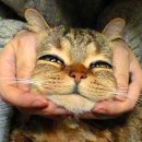 고양이 티스토리