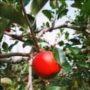 퍼펙트농장 이미지