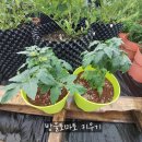 동탄화분팜 이미지