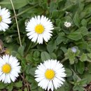 벨리스(bellis) 이미지