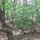 즘골마을 이미지