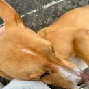 뚱이이모 이미지