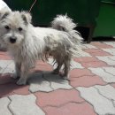 신기주공4단지아파트 이미지