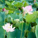 (주)비앤에스푸드경남점 | 함안 연꽃테마파크 아라홍련 개화상황 피는시기 경남 여행 꽃구경 가볼만한곳