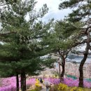 동산애견 | [원미산애견동반] 원미산 진달래 동산 강아지랑 다녀 온 후기(개화정도, 이용꿀팁)