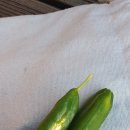 창포농장 이미지