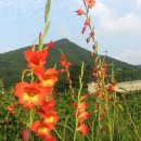 여름꽃농장 이미지