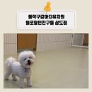 (주)반려동물털로덮인친구들 | 동작구강아지유치원 털로덮인친구들 상도점 하루체험하기