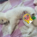 몽실하개 이미지