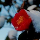 동백아가씨 이미지