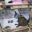 금빛동물수술센터 이미지