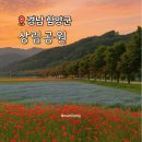 함양 상림공원 네모필라 양귀비 개화 상황 주차 경남 6월 꽃구경