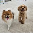 행복한유치원 이미지