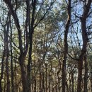 낭만 Dog 이미지