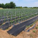 무장농장 이미지