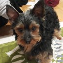 우리집 멍뭉 이미지