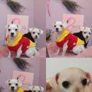 단추펫살롱 이미지