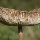 (주)다림바이오텍 이미지