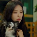 강아지봄 이미지