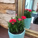 퀸헤어샵 이미지